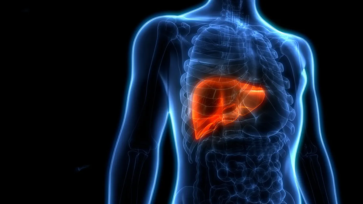 عکس کبد فردی که با رنگ قرمز مشخص شده است